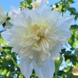 Tree Dahlia Double White Pktdadwh - Garden Express Australia