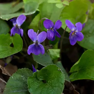 Viola Purple Viola Purple