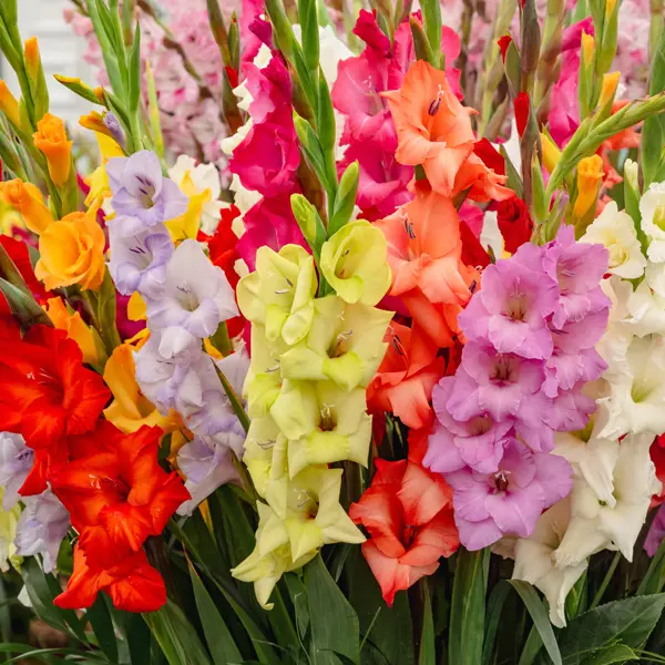 Gladioli Mixed Gladioli Mixed