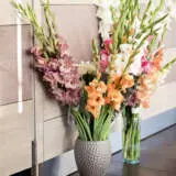 Gladioli Mixed 10pk Gladioli Mixed 10pk