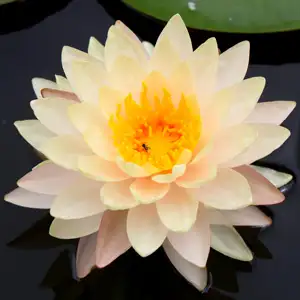Water Lily Florida Sunset Water Lily Florida Sunset