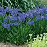 Agapanthus Buccaneer Lpoagabuc - Garden Express Australia