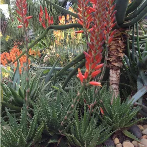 Aloe Bumble Bee Tm 100mm Pot Aloe Bumble Bee Tm 100mm Pot