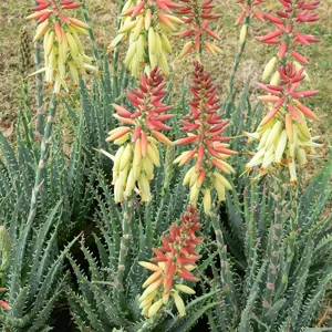 Aloe Echidna (Pbr) 100mm Pot