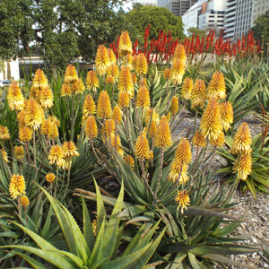 Aloe Moonglow Tm 100mm Pot Aloe Moonglow Tm 100mm Pot