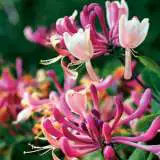 American Honeysuckle Lpoamehon - Garden Express Australia