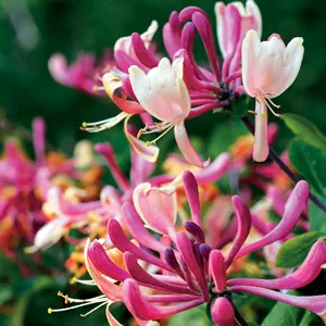 American Honeysuckle American Honeysuckle