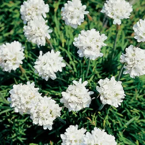 Armeria White 50mm Armeria White 50mm