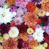 Planting Stock Dahlia Mixed Planting Stock Dahlia Mixed