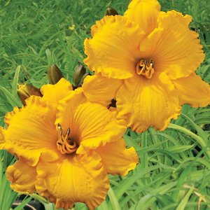 Daylily Maleny Bonanza Daylily Maleny Bonanza