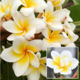 Frangipani Bali Whirl Frangipani Bali Whirl