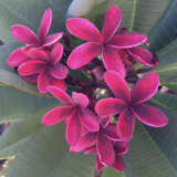 Frangipani Blackjack - Garden Express Australia