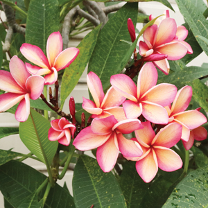 Frangipani Honey & Me Frangipani Honey & Me