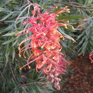 Grevillea Superb 140mm
