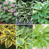 Hosta Collection 1 2026 Colhoscol - Garden Express Australia
