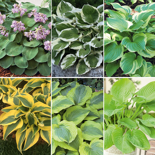 Hosta Collection 1 Hosta Collection 1