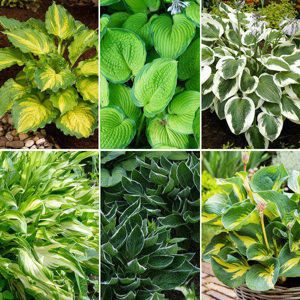Hosta Collection No 2 Hosta Collection No 2
