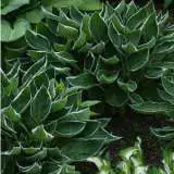 Hosta Dew Drop Pplhosddr - Garden Express Australia