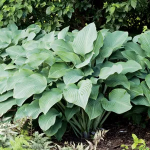 Hosta Krossa Regal Hosta Krossa Regal