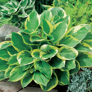 Hosta Trio Hosta Trio