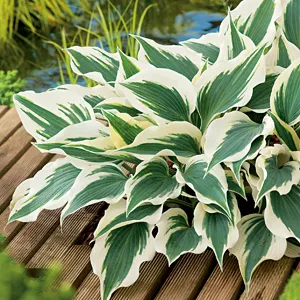 Hosta Wide Brim