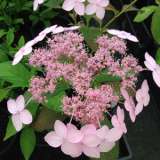 Hydrangea Tiara Hydrangea Tiara