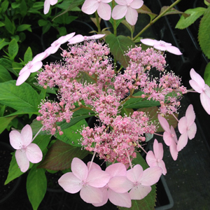 Hydrangea Tiara Hydrangea Tiara