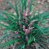 Liriope Samantha 68mm