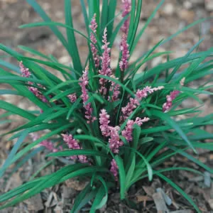 Liriope Samantha 68mm Liriope Samantha 68mm