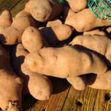 Pink Fir Apple Potato By Theroadislong Via Wikimedia Commons Pkcsppfa - Garden Express Australia