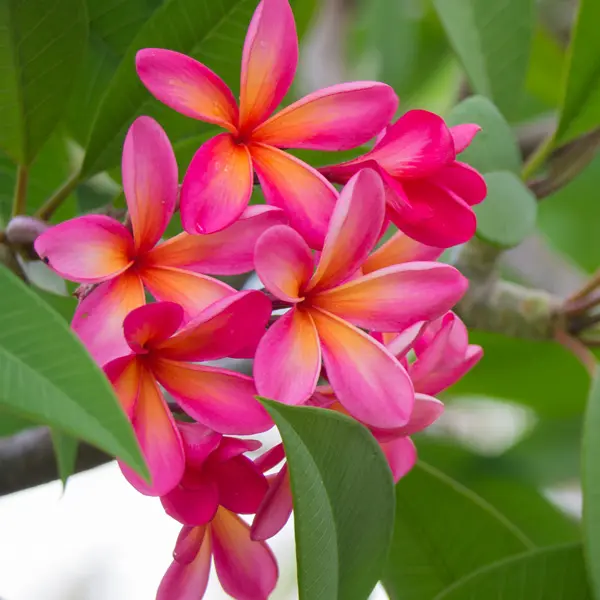 Frangipani Tequila Sunrise Frangipani Tequila Sunrise