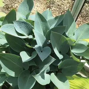 Hosta Halcyon Hosta Halcyon