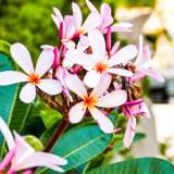 Frangipani Petite Pink Pplfrappi - Garden Express Australia