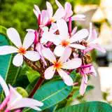 Frangipani Petite Pink Pplfrappi - Garden Express Australia