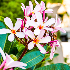 Frangipani Petite Pink 200mm Frangipani Petite Pink 200mm