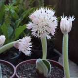 Haemanthus Pink Giant Form Haemanthus Pink Giant Form