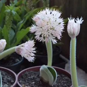 Haemanthus Pink Giant Form Haemanthus Pink Giant Form