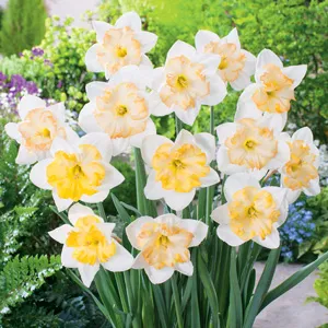 Daffodil Changing Colours Daffodil Changing Colours