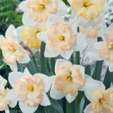 Daffodil Changing Colours Daffodil Changing Colours