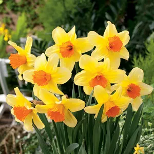 Daffodil Fortissimo