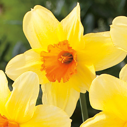 Daffodil Fortissimo Daffodil Fortissimo