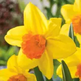 Daffodil Fortune Daffodil Fortune