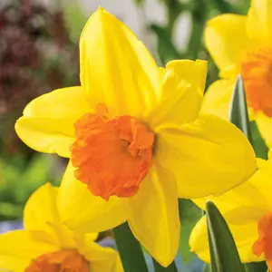 Daffodil Fortune Daffodil Fortune