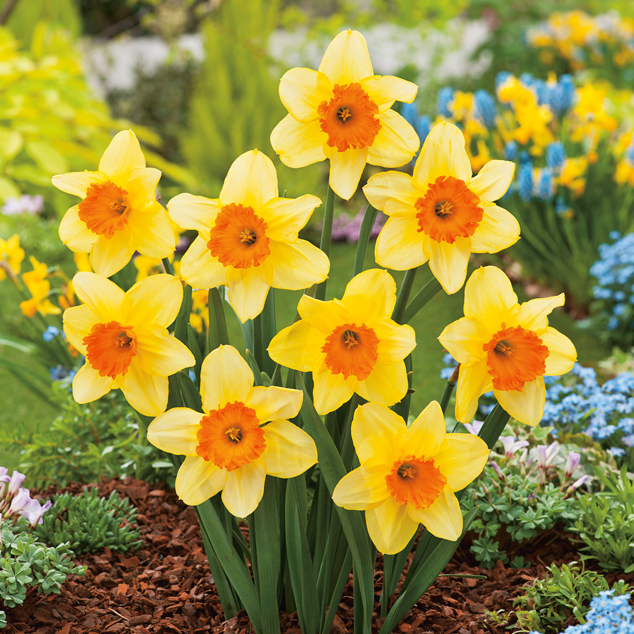 Daffodil Fortune Daffodil Fortune