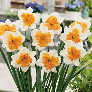 Daffodil Hungarian Rhapsody Daffodil Hungarian Rhapsody