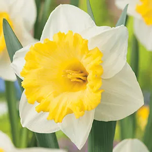 Daffodil Las Vegas – Pre-Order Daffodil Las Vegas – Pre-Order