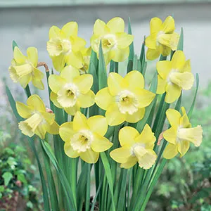 The Daffodils You Need To Brighten Your Garden The Daffodils You Need To Brighten Your Garden