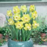 Daffodil Mini Collection Daffodil Mini Collection