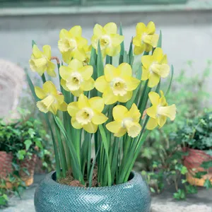 Daffodil Mini Collection Daffodil Mini Collection