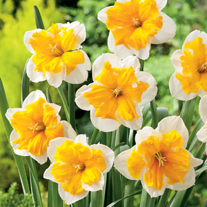 Daffodil Orangery